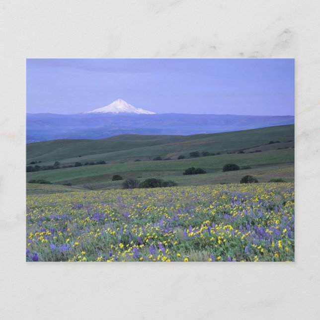 Carte Postale WA, comté de Klickitat, Dalles Mountain Ranch, (Devant)