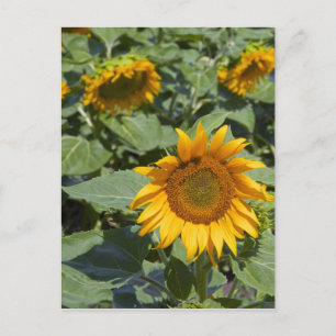 Carte Postale WA, Kittitas County, Sunflower Field