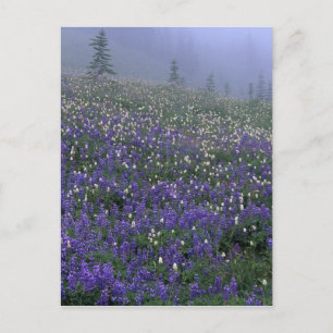 Carte Postale WA, parc national du mont Rainier, prairie de lupi