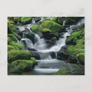 Carte Postale WA, parc national Olympique, vallée de Sol Duc, ru