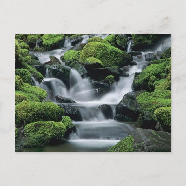 Carte Postale WA, parc national Olympique, vallée de Sol Duc, ru (Devant)