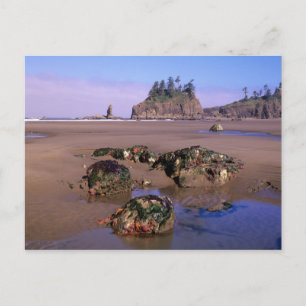 Carte Postale WA, PN Olympic, deuxième plage avec des mares rési