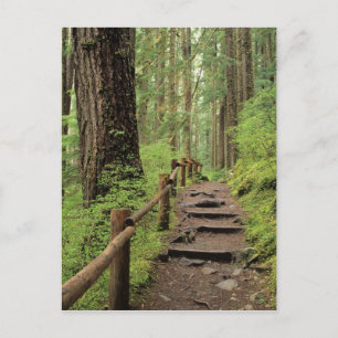 Carte Postale WA, Pôle olympique, Vallée de Sol Duc, forêt tropi