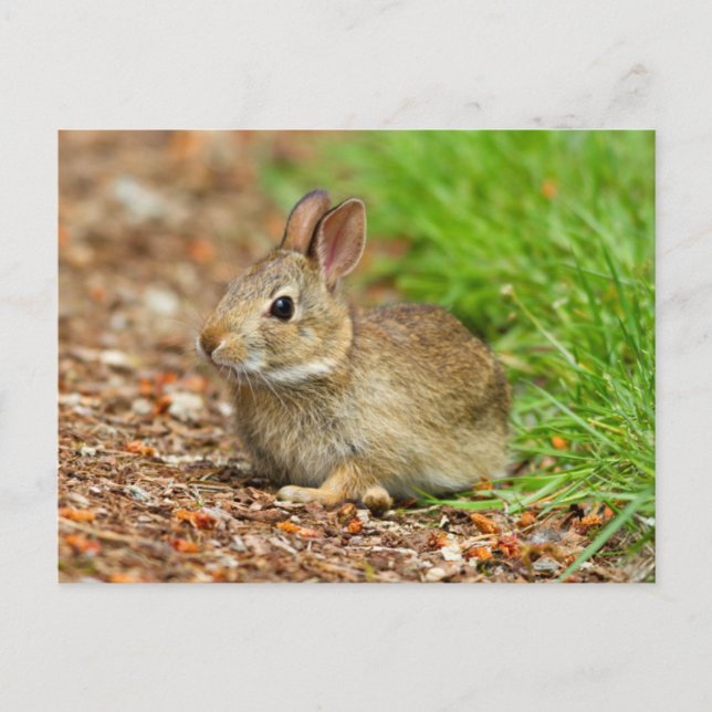 Carte Postale WA, Redmond, lapin bébé à queue blanche (Devant)