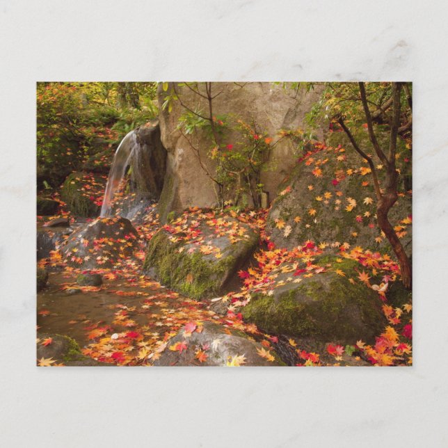 Carte Postale WA, Seattle, Washington Park Arboretum, Japonais (Devant)