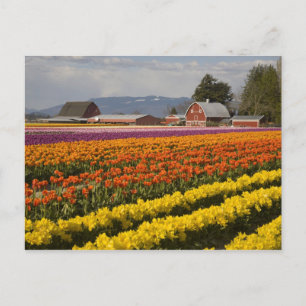 Carte Postale WA, Skagit Valley, Champs de tulipe en fleur, à