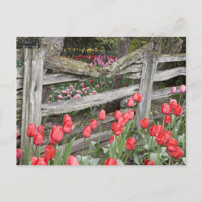 Carte Postale WA, Skagit Valley, Roozengaarde Tulip Garden, (Devant)