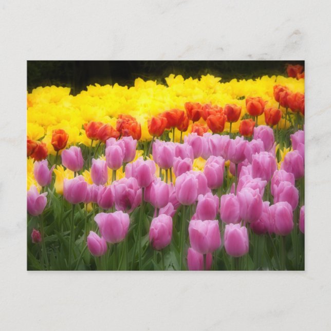 Carte Postale WA, Skagit Valley, Roozengaarde Tulip Garden, 2 (Devant)