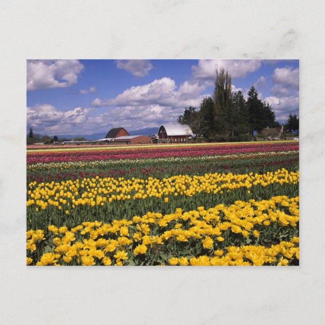 Carte Postale WA, Skagit Valley, Skagit Valley Tulip (Devant)