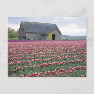 Carte Postale WA, Skagit Valley, Tulip Field et Barn