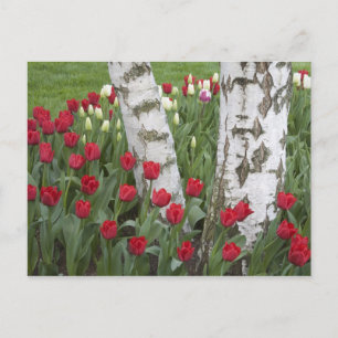 Carte Postale WA, vallée de Skagit, jardin de tulipes Roozengaar