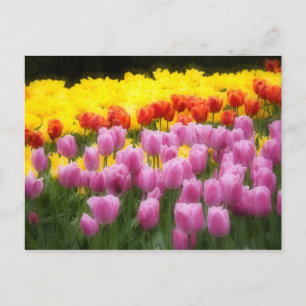 Carte Postale WA, vallée de Skagit, jardin de tulipes Roozengaar