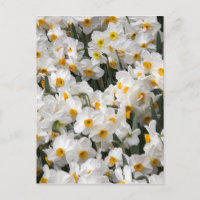 WA, vallée de Skagit, motif de jonquilles