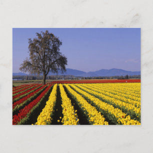 Carte Postale WA, Vallée de Skagit, Skagit Valley Tulip 2