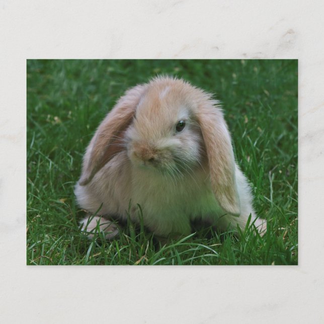 Carte postale Wabbit (Devant)