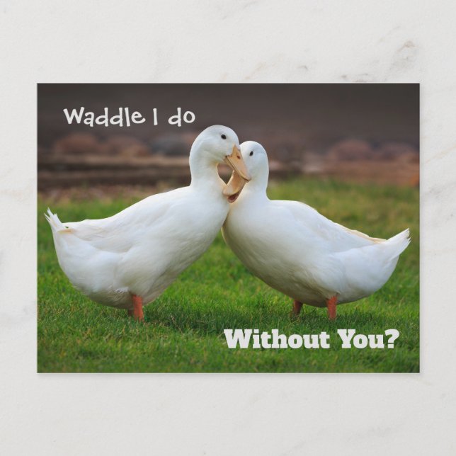 Carte Postale Waddle I Do Funny Ducks (Devant)