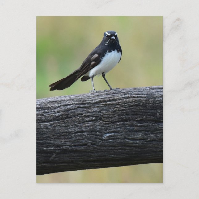CARTE POSTALE WAGTAIL SUR FENCE QUEENSLAND AUSTRALIE (Devant)