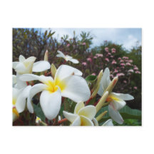 Carte postale Waikoloa Plumerias 1