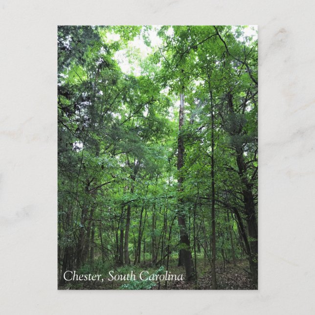 Carte Postale Walking in the Forest, Chester, Caroline du Sud Ca (Devant)