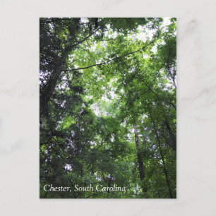 Carte Postale Walking in the Forest, Chester, Caroline du Sud Ca