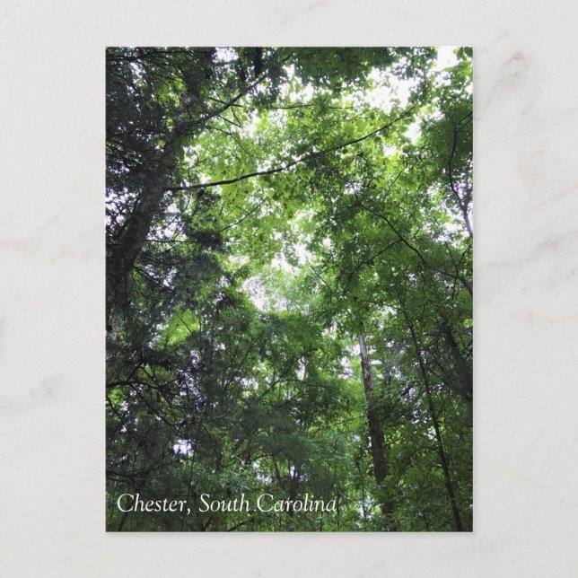 Carte Postale Walking in the Forest, Chester, Caroline du Sud Ca (Devant)