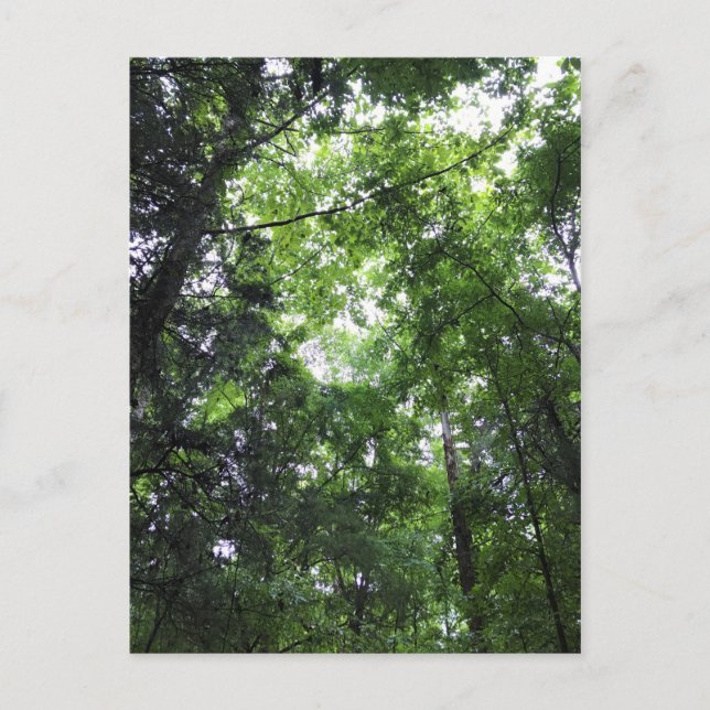 Carte Postale Walking in the Forest, Chester, Caroline du Sud Ca (Devant)