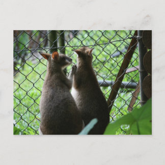 Carte Postale Wallabies