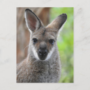 Carte postale Wallaby