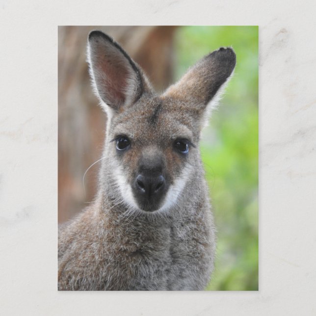 Carte postale Wallaby (Devant)
