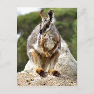 Carte Postale Wallaby