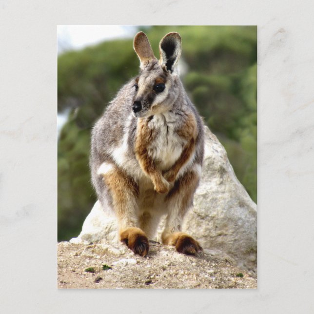 Carte Postale Wallaby (Devant)