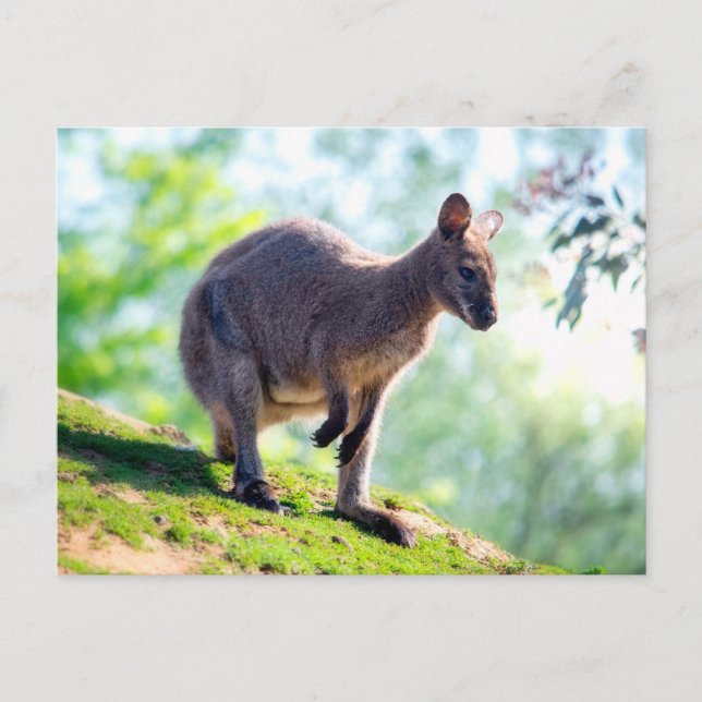 Carte Postale Wallaby (Devant)