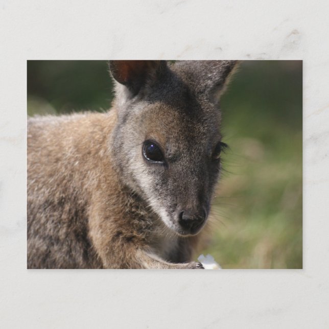 Carte Postale Wallaby (Devant)