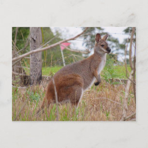 Carte Postale wallaby australien