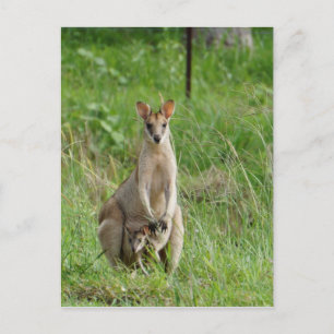 CARTE POSTALE WALLABY ET JOEY RURAL QUEENSLAND AUSTRALIE