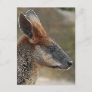Carte postale Wallaby Marais