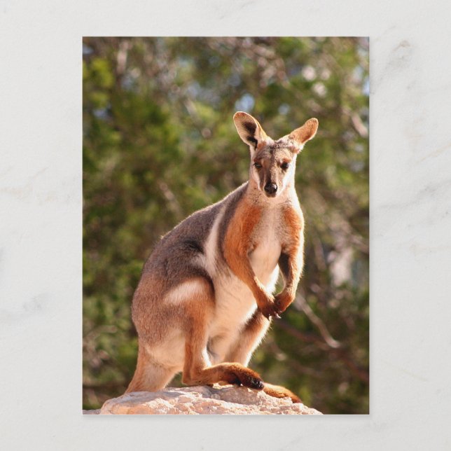 Carte Postale Wallaby, roche à pied jaune australien (Devant)