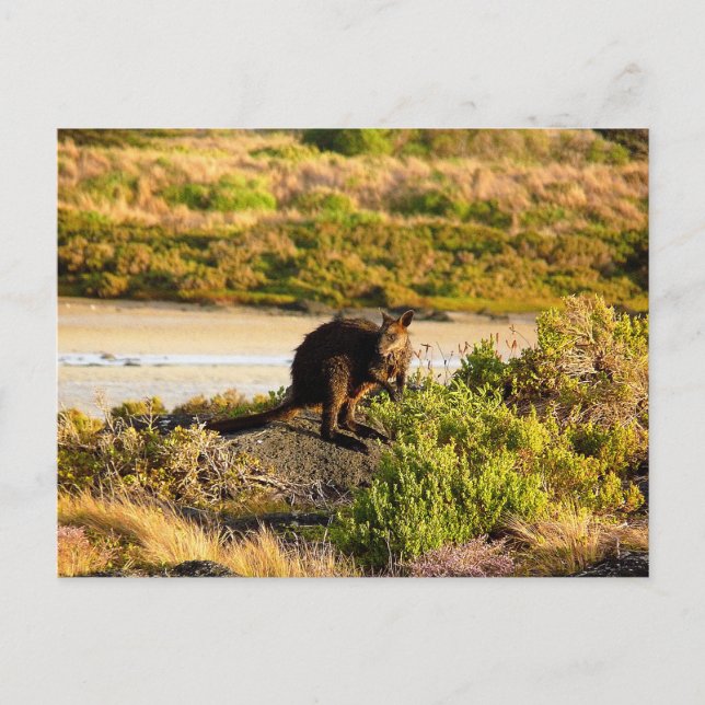 Carte Postale Wallaby sur le Riverside (Devant)