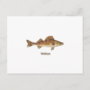 Carte Postale Walleye Art