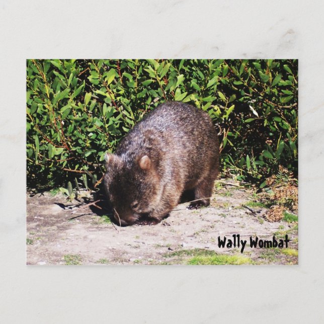 Carte postale Wally Wombat (Devant)