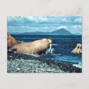 Carte Postale Walrus