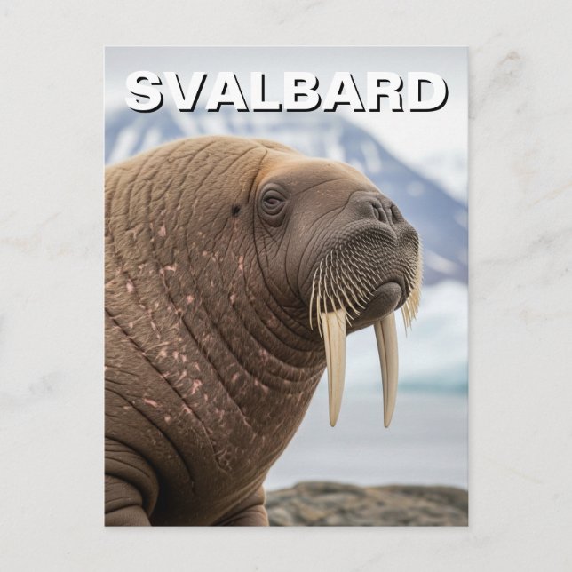 Carte Postale Walrus en Svalbard Norvège (Devant)