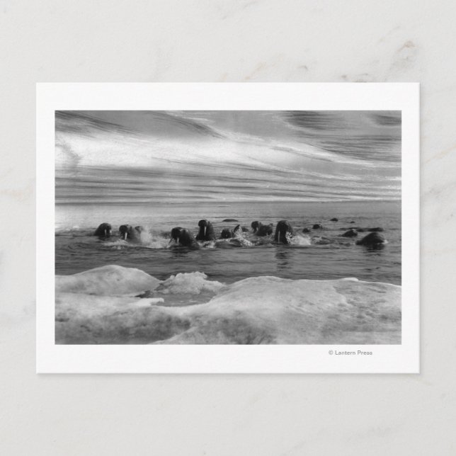 Carte Postale Walrus parmi les floes de glace dans la mer de Bér (Devant)