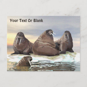 Carte Postale Walrus - Quatre frères