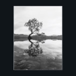 Carte Postale Wanaka Tree Nouvelle-Zélande Paysage Photographie<br><div class="desc">Wanaka Tree Nouvelle-Zélande Carte postale Photographie Paysage noir et blanc</div>