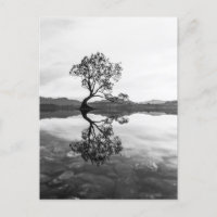 Wanaka Tree Nouvelle-Zélande Paysage Photographie