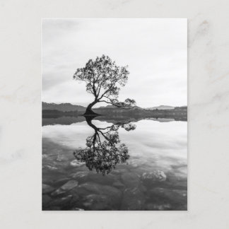 Carte Postale Wanaka Tree Nouvelle-Zélande Paysage Photographie