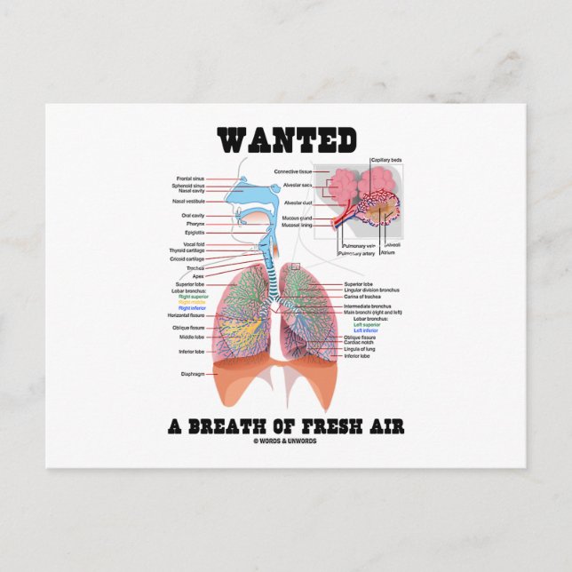 Carte Postale Wanted A Breath Of Fresh Air (Devant)