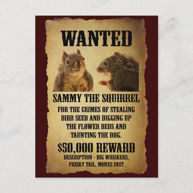 Carte Postale Wanted Poster with Squirrel (Devant)