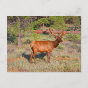 Carte Postale wapiti